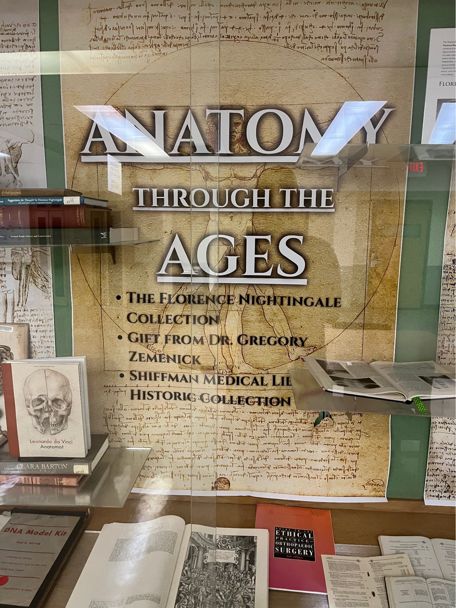 Anatomy display panels