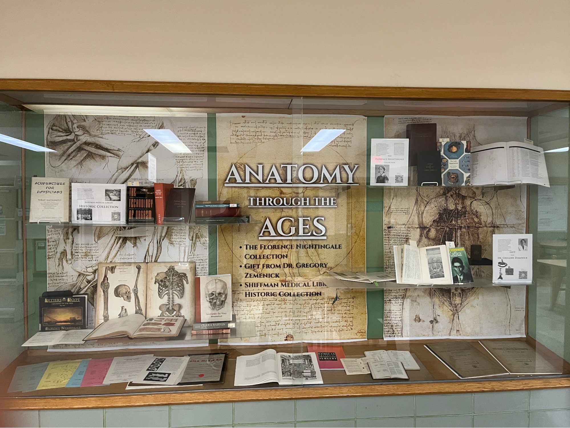 Anatomy display panels